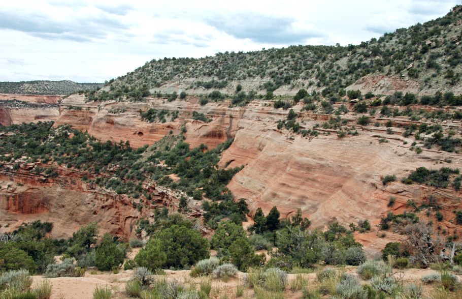 Квебрахо древесина