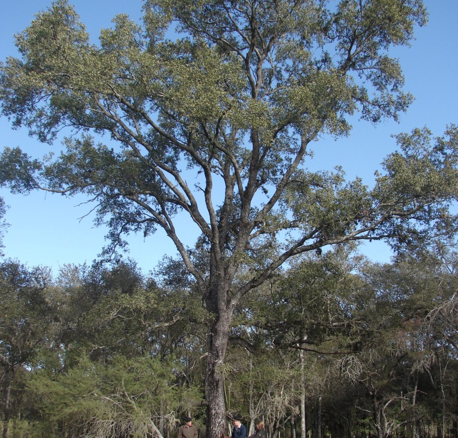 Квебрахо (кебрачо)