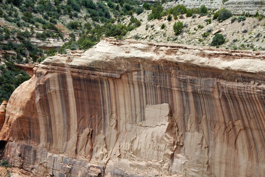 Хвойные деревья в пустыне