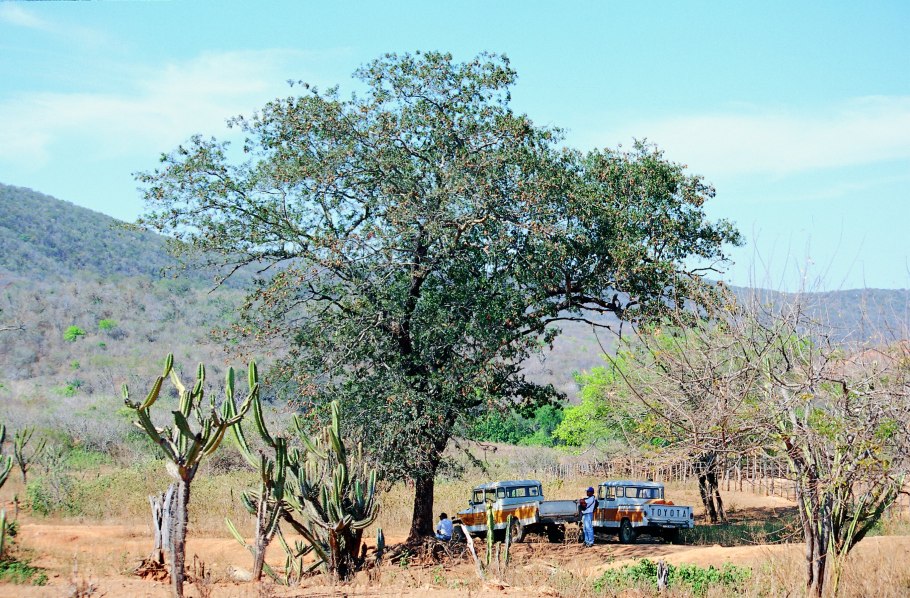 Кебрачо в Южной Америке