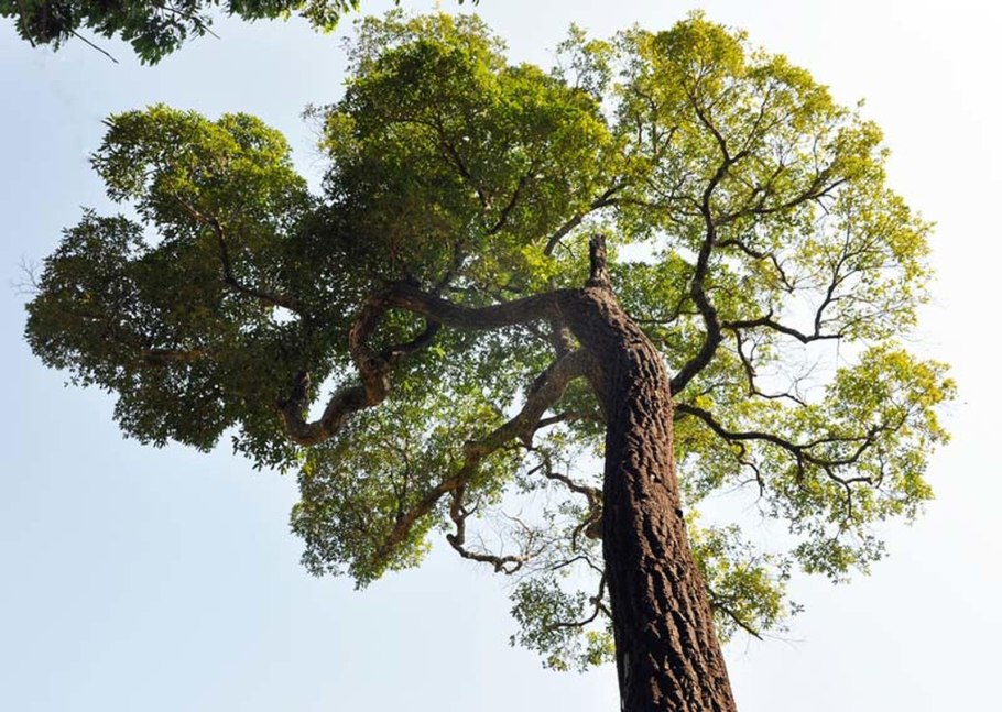 Красное дерево срез