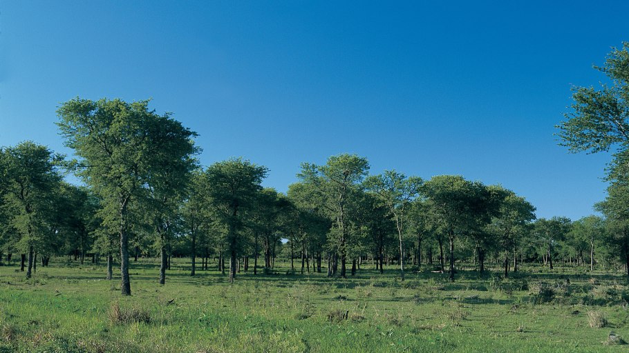 Белое квебрахо