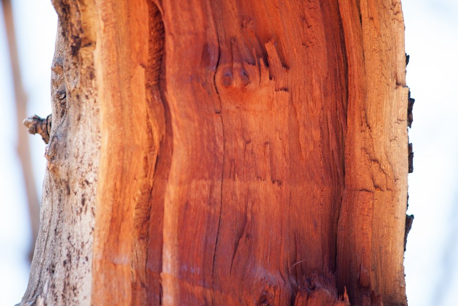 Срез дерева Бакаут