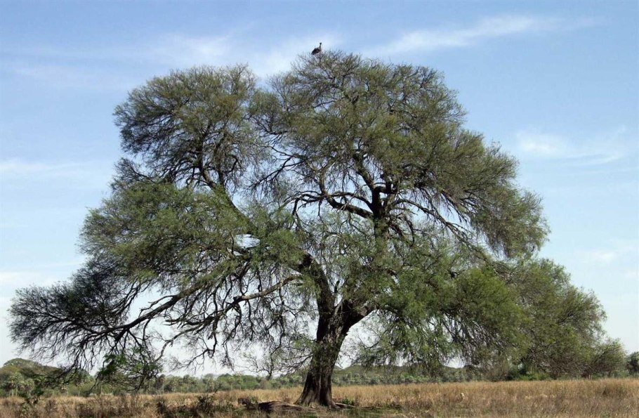 Дерево кебрачо в Южной Америке