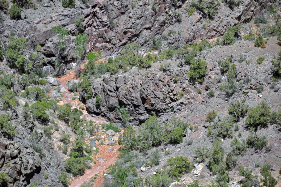 Красное дерево Кайа