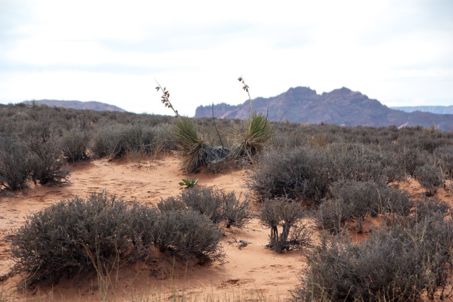 Аспидосперма