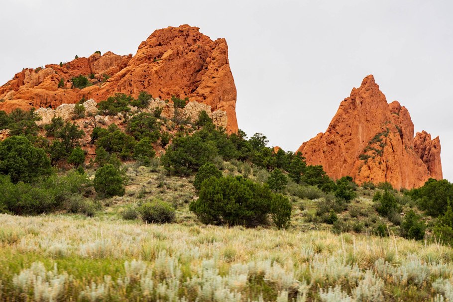 Альгарробо дерево в Южной Америке