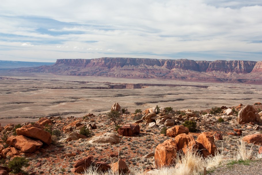 Деревья Palo Borracho