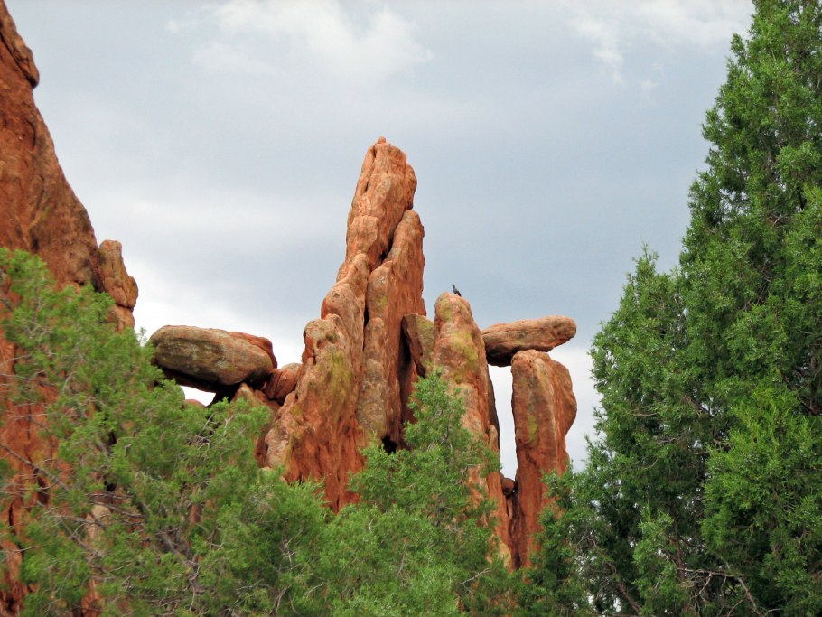 Буа де роз древесина