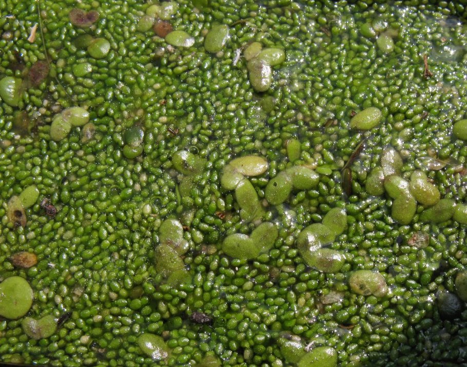 Ряска Вольфия