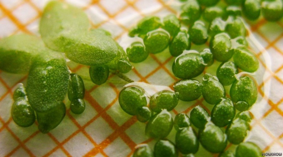 Вольфия бескорневая