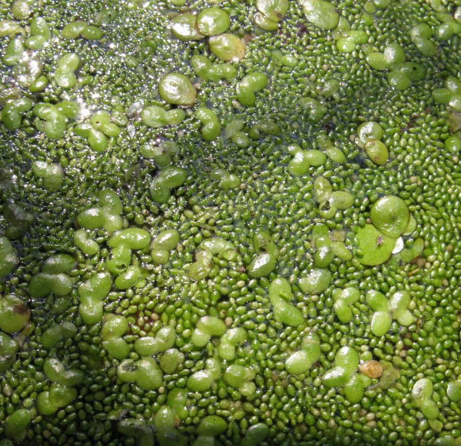 Вульфия без корешковая