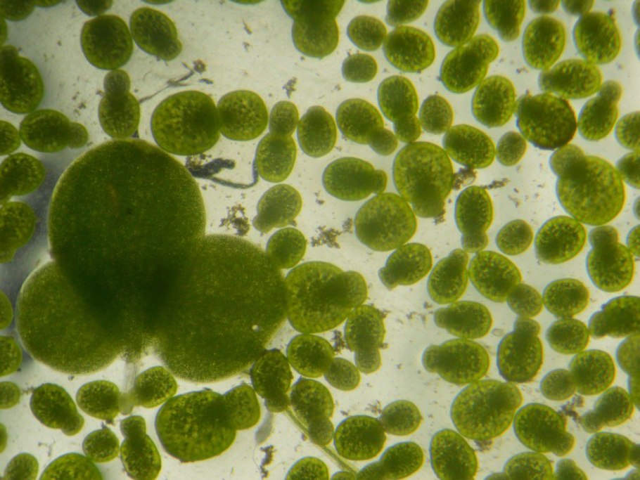 Вольфия бескорешковая в мм