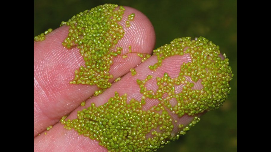 Вольфия биография