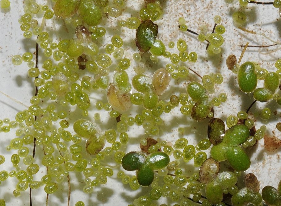 Ряска малая lemna minor