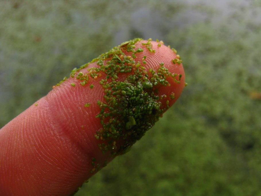 Вольфия замороженная