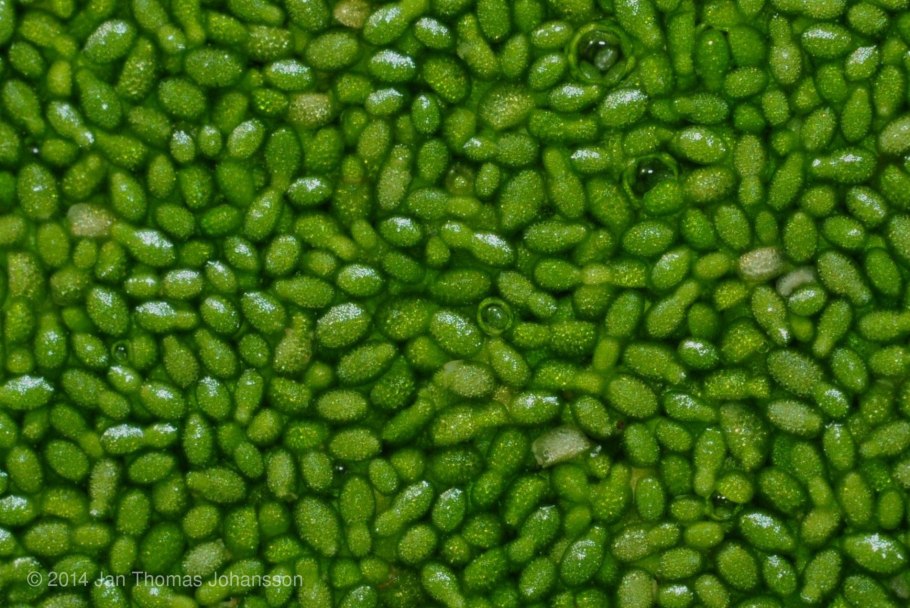 Вольфия цветет