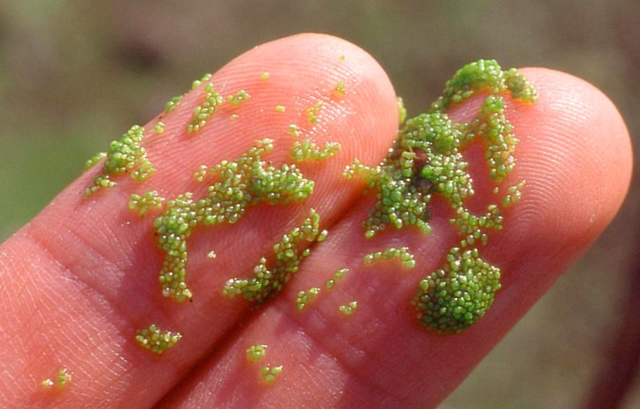 Ряска Вольфия