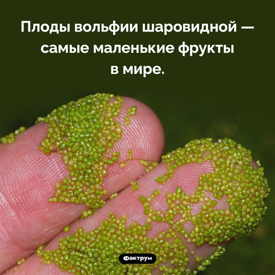 Самый маленький фрукт в мире