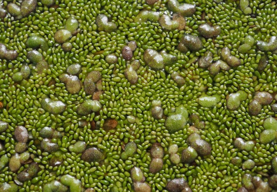 Ряска вольфия