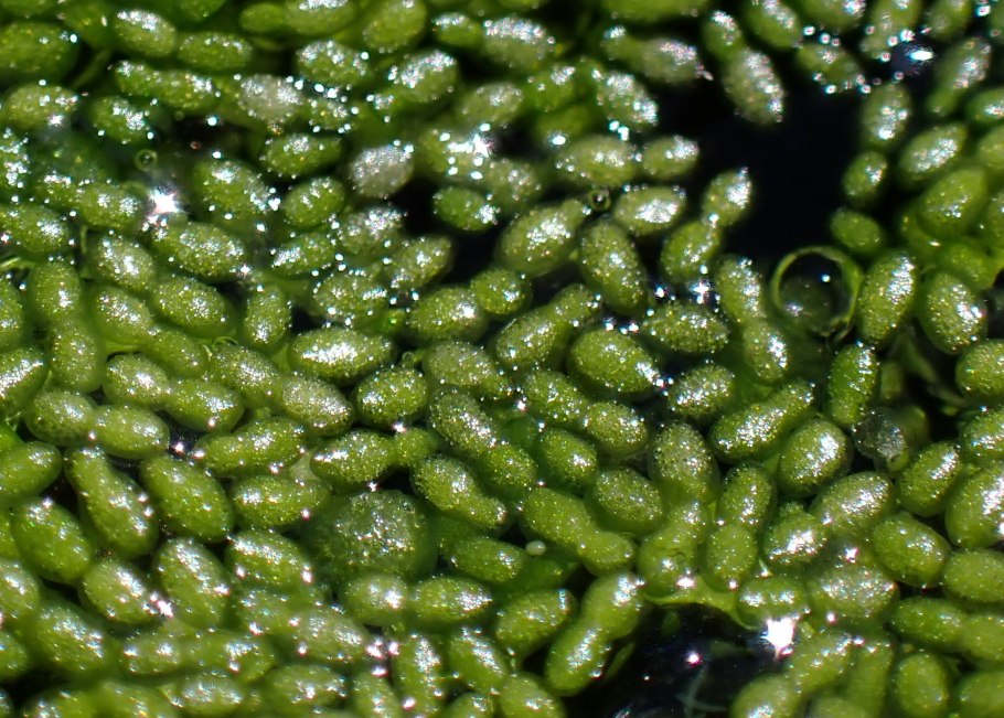 Вольфия бескорневая под микроскопом