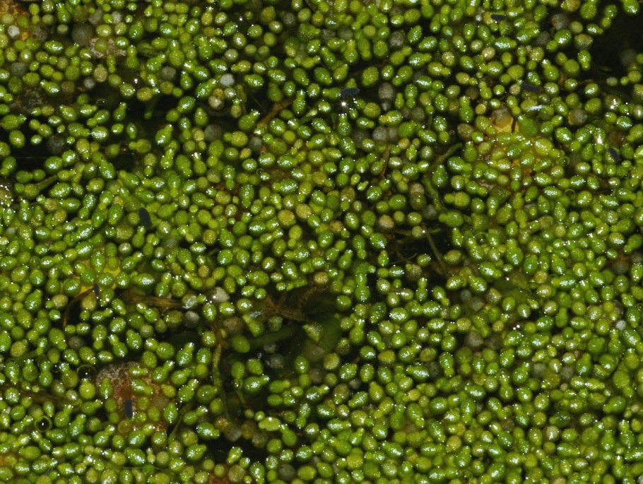 Вольфия бескорневая цветок