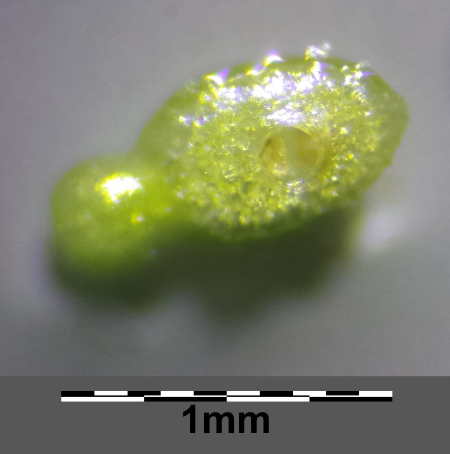 Вольфия бескорневая