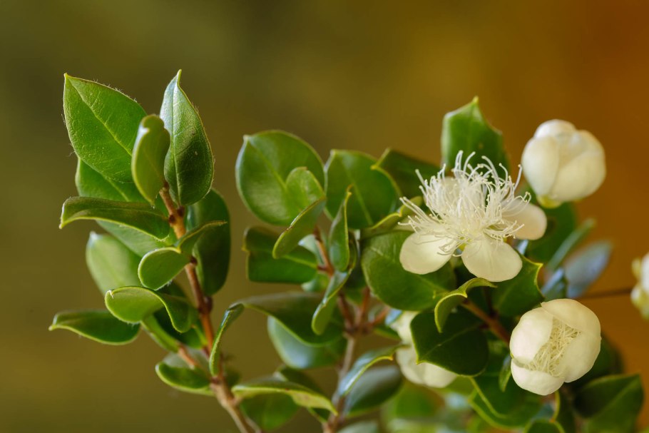 Мирт лума бонсай