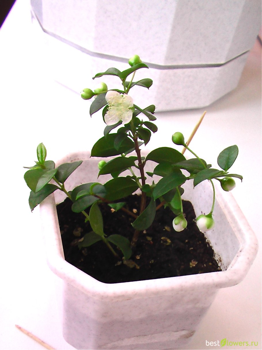 Лума остроконечная Мирт лума Мирт лума чилийский Мирт