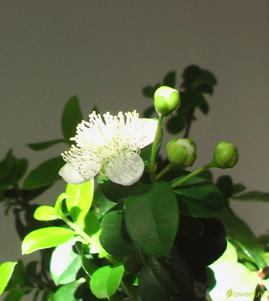 Чилийский Мирт лума остроконечная