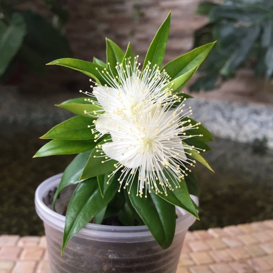 Мирт лума вариегатный