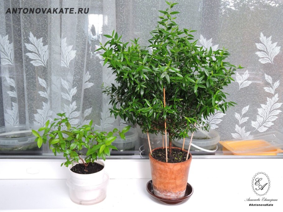 Fishbone растение цветет