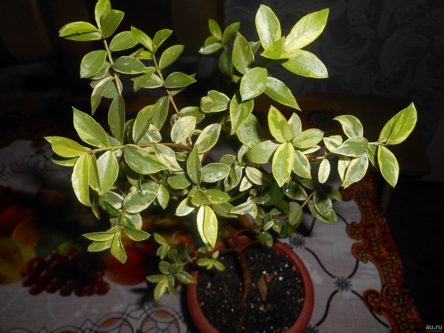 Лума для вязания из деревянной катушки гвоздика