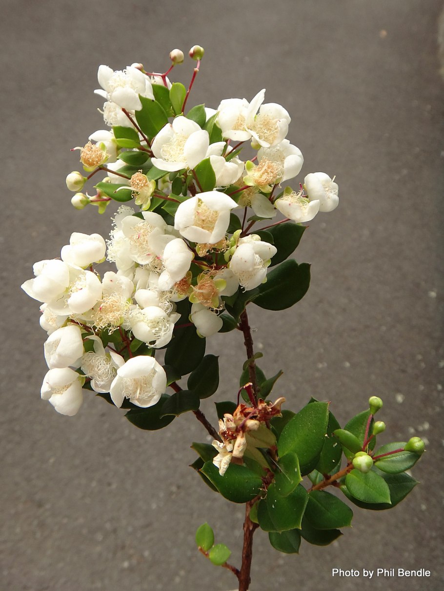 Мирт чилийский лума