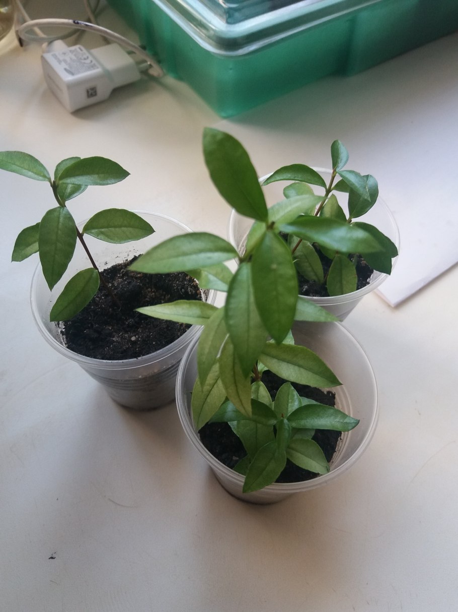 Saxegothaea — саксеготея