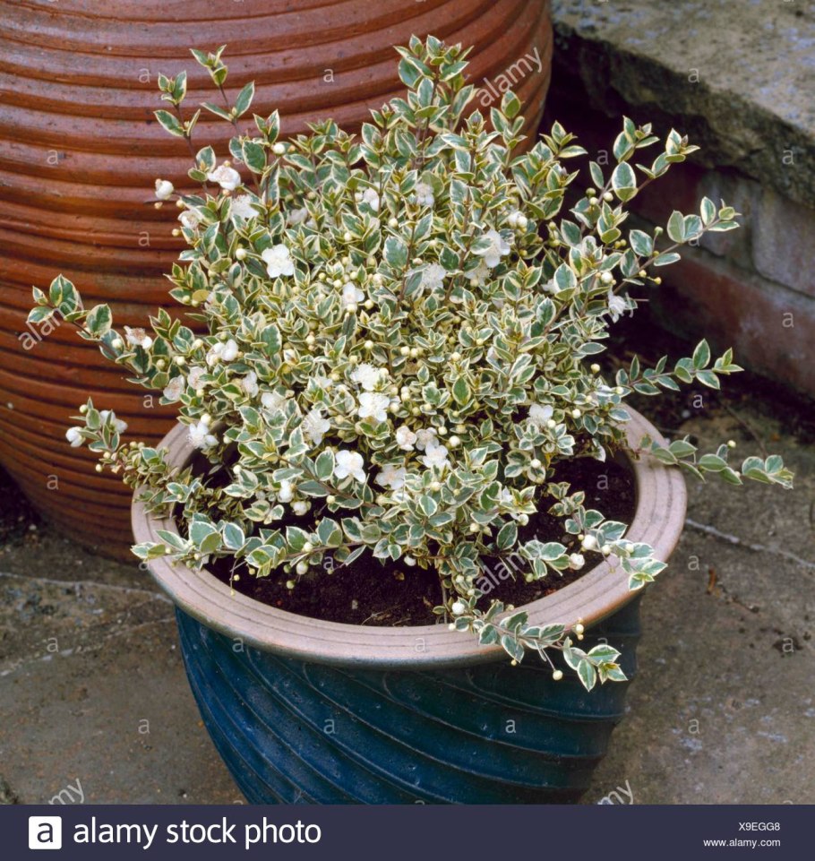 Наушники TWS Urbanears Alby