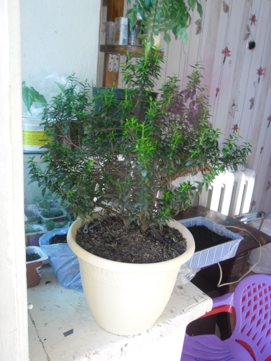 Мирт вариегатный мелколистный