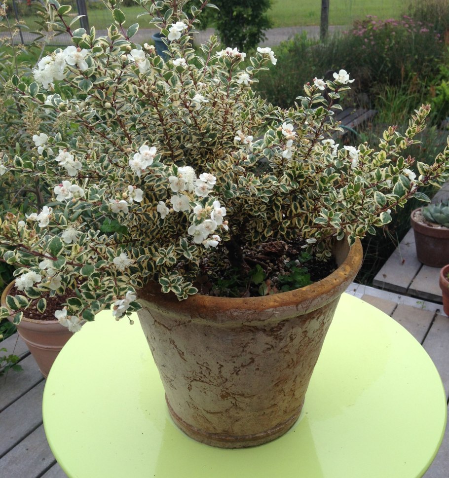 Cotoneaster horizontalis