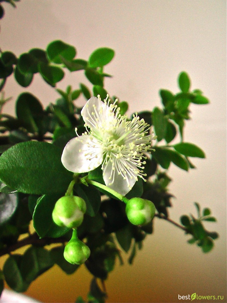 Мирт чилийский лума