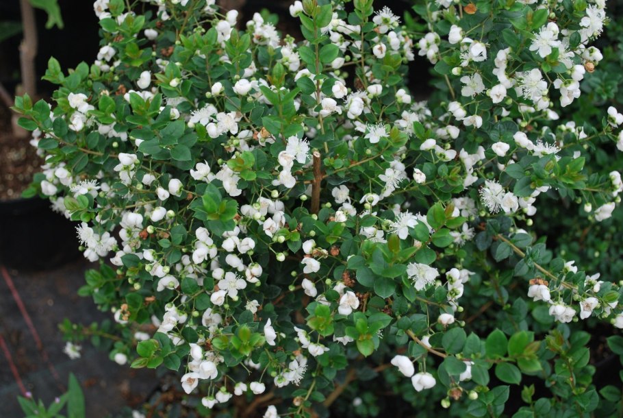 Мирт лума апикулата