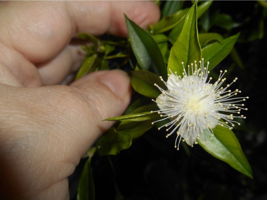 Мирт Боэтика цветет