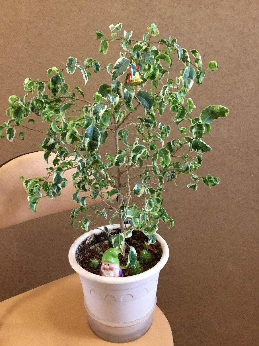 Мирт Вариегата