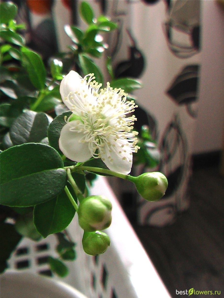 Апельсиновый Жасмин мурайя