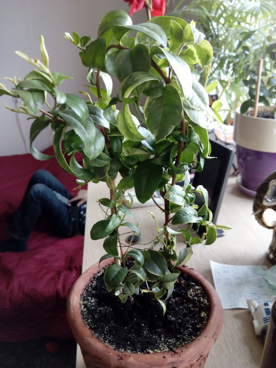 Мирт Вариегата