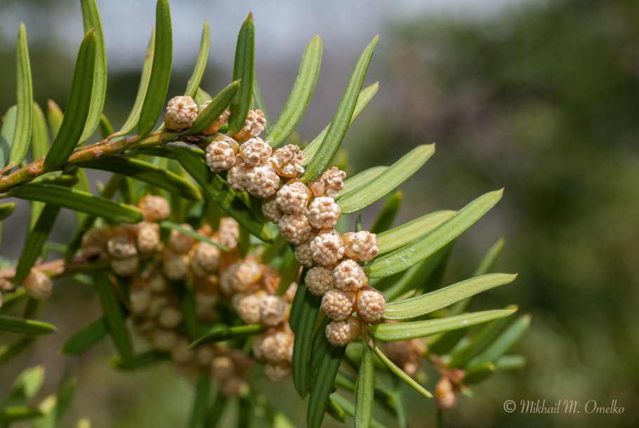 Тис ягодный taxus baccata