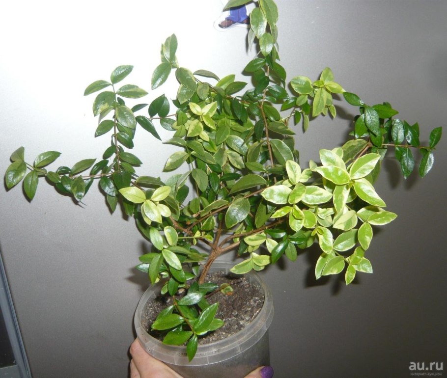 Myrtus Boetica