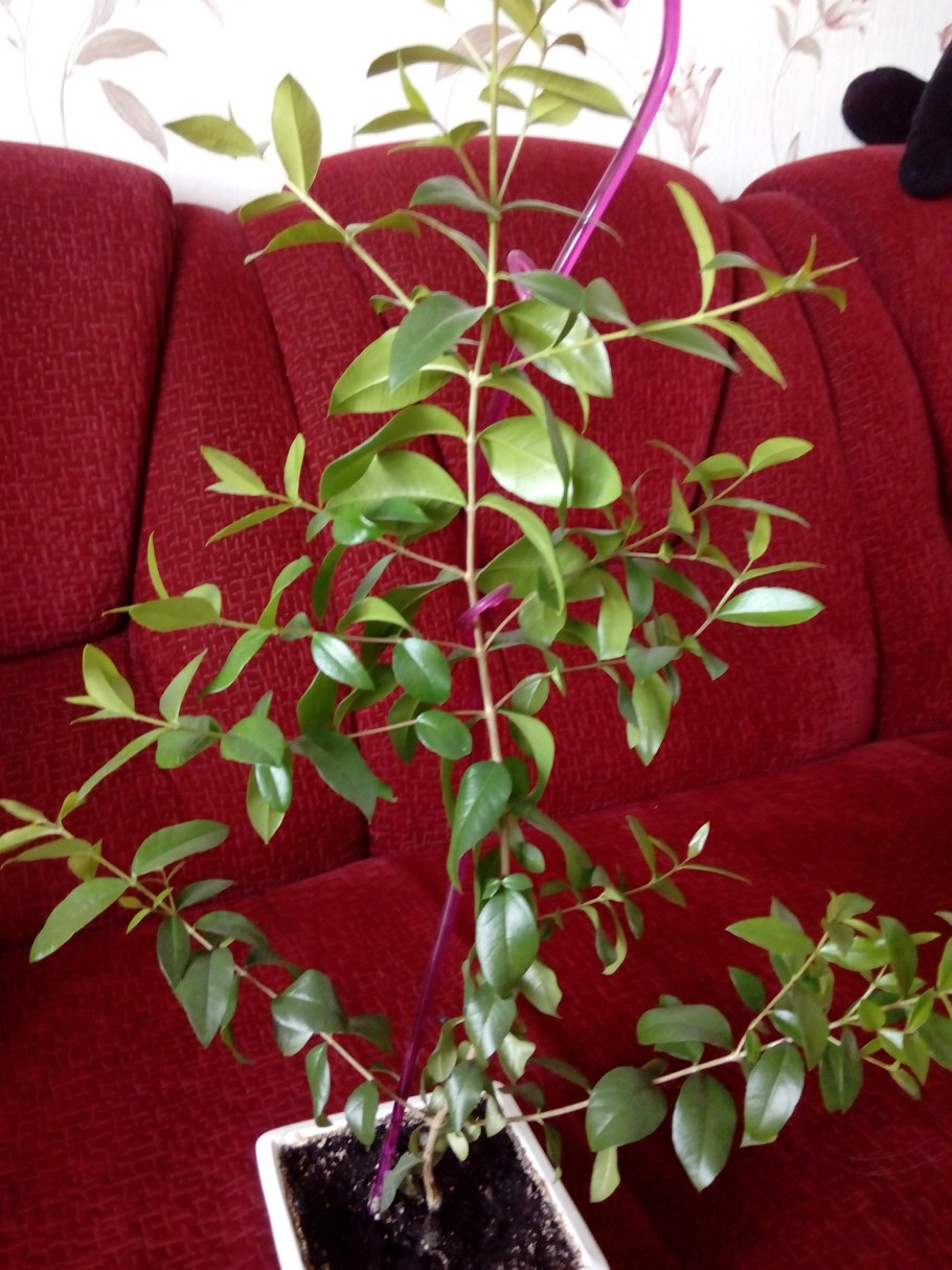 Мирт адамово дерево