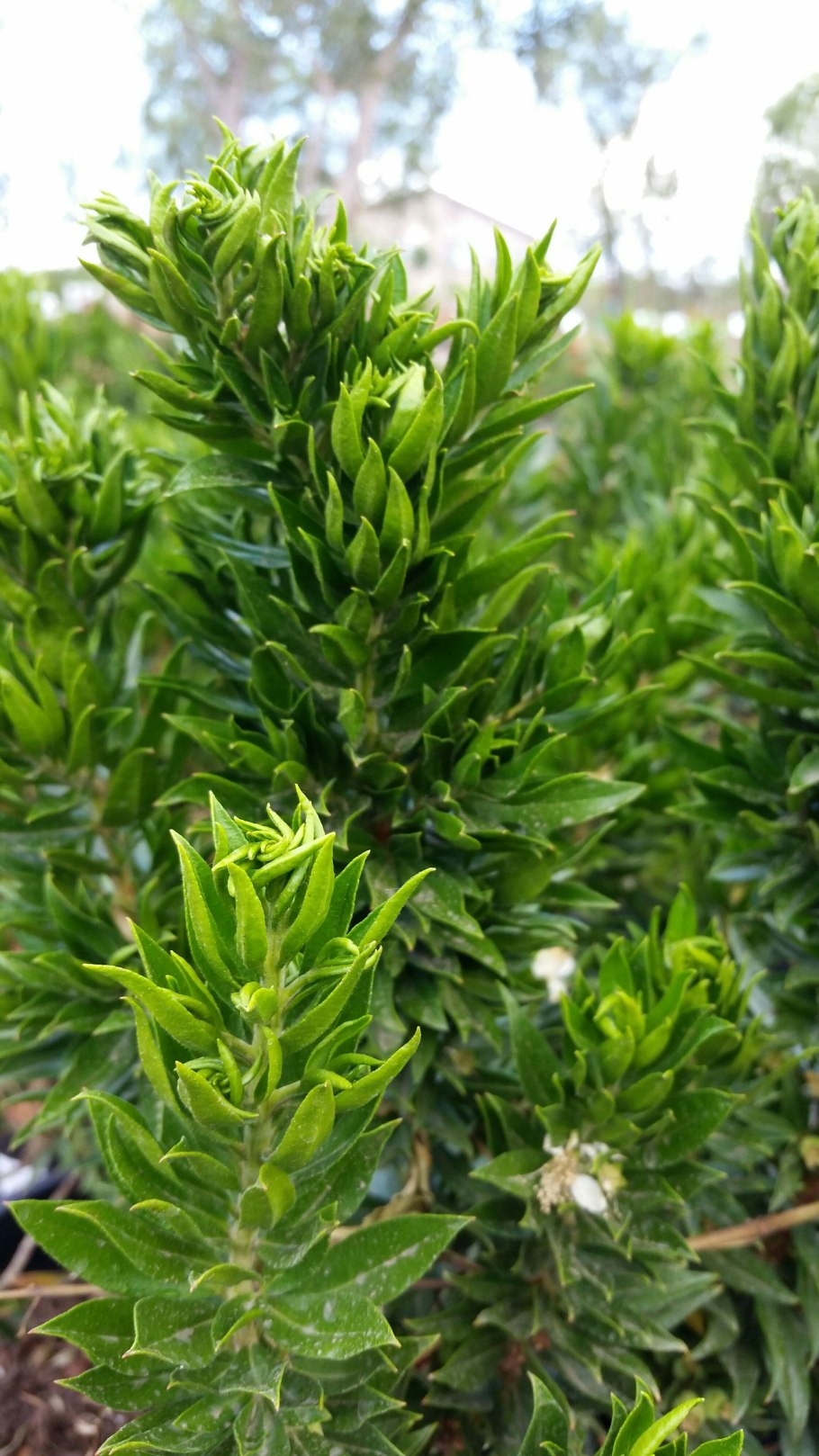 Мирт широколистный