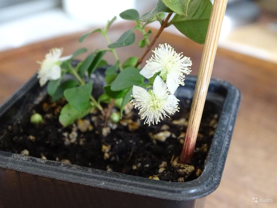 Мирт чилийский лума