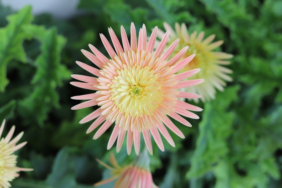 Цветок маргарита